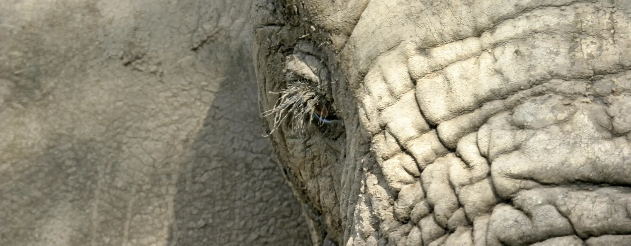 Elephants
