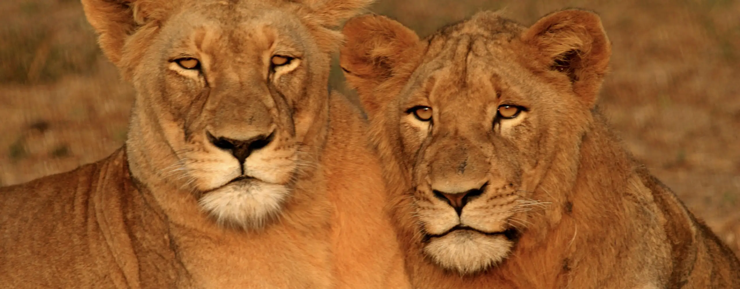 lions copy